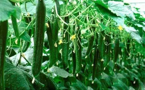 必吃大瓜今日大瓜,今日热门话题大盘点