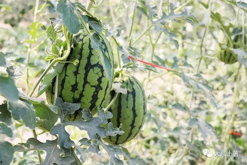 网红大瓜搜索,一场娱乐圈的狂欢与揭秘